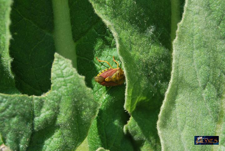 carpocoris mediterraneo.JPG